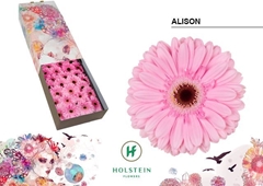Ge Gr Alison 45cm 10cm Ø