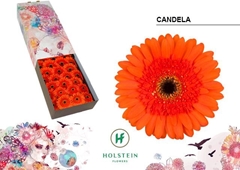 Ge Gr Candela 45cm 10cm Ø