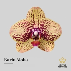 Phal Karin Aloha