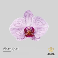 Phal Shanghai