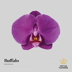 Phal An Buffalo
