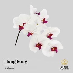 Phal Red Lip 55cm