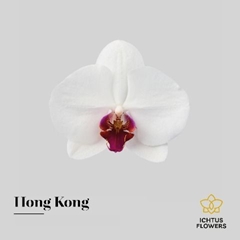 Phal Red Lips