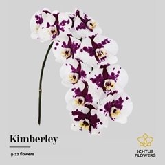 Phal T Kimberley 75cm