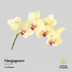 Phal Other Per Tak 45cm