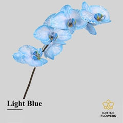Phal Other Per Tak 55cm