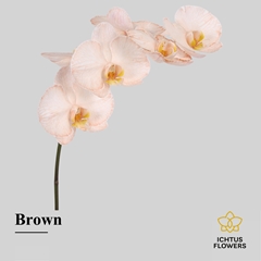 Phal Other Per Tak 55cm