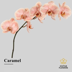 Phal Other Per Tak 55cm