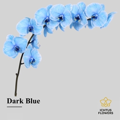 Phal Other Per Tak 55cm