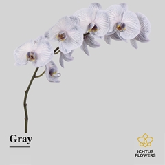 Phal Other Per Tak 55cm