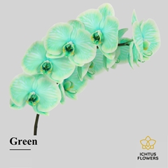 Phal Other Per Tak 55cm