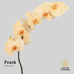 Phal Other Per Tak 55cm