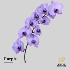 Phal Other Per Tak 75cm