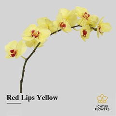 Phal Other Per Tak 55cm