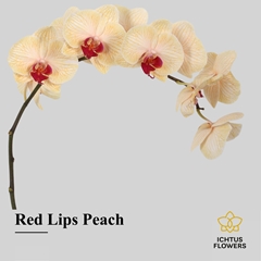 Phal Other Per Tak 75cm