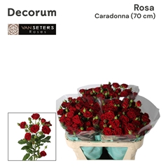 R Tr Caradonna 70cm 45+