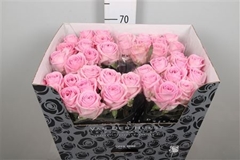 R Gr Zaina! 70cm