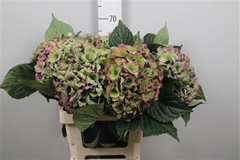 Hydr M Ro Love Cl Bl 65cm