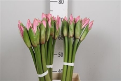 Amarcrinum 70cm