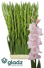 Glad Gr Jarama 115cm 230gram