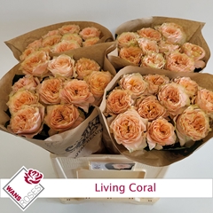 R Gr Living Coral 60cm