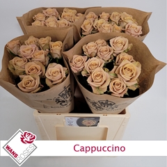 R Gr Cappuccino 60cm