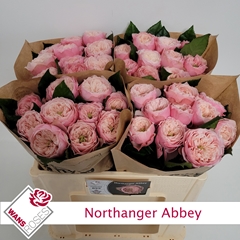 R Gr Northange Abbey 50cm