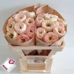 R Gr Pinky Pie! 50cm