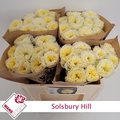 R Gr Solsbury Hill 50cm