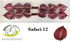 Anth A Safari 13cm Ø
