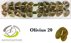 Anth A Olivius 9cm Ø