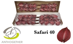 Anth A Safari 11cm Ø
