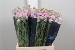 Matth Iron Cherry Bl 70cm 23