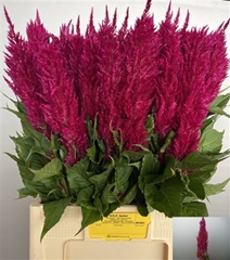 Cel P Century Rood 65cm