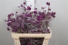 Callicarpa Bod Profu 80cm
