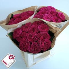 R Gr Pink N Pretty 40cm