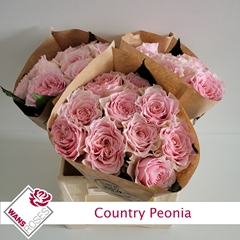 R Gr Country Peonia 40cm