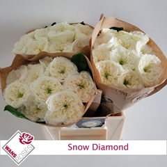 R Gr Snow Diamond 40cm