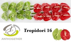 Anth A Tropidor Gem 11cm Ø