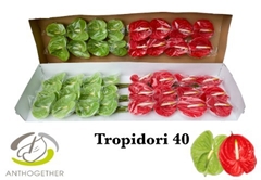 Anth A Tropidor Gem 11cm Ø