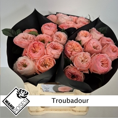 R Gr Troubadour 40cm