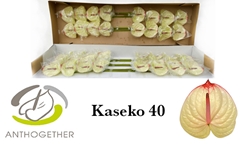 Anth A Kaseko 11cm Ø
