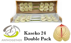 Anth A Kaseko 13cm Ø