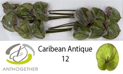 Anth A Caribean Anti 13cm Ø