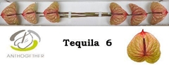 Anth A Tequila 13cm Ø