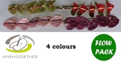 Anth A Mixed 4 Color 9cm Ø