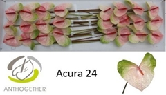 Anth A Acura 11cm Ø
