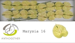 Anth A Marysia 11cm Ø