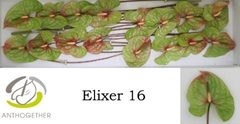 Anth A Elixer 11cm Ø