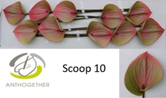 Anth A Scoop -ADR- 15cm Ø